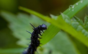 black worm on green leaf