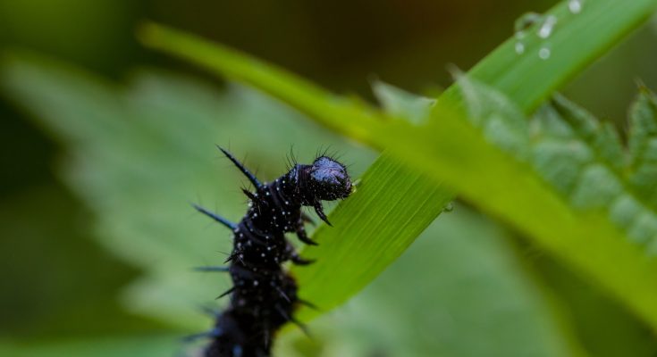 black worm on green leaf