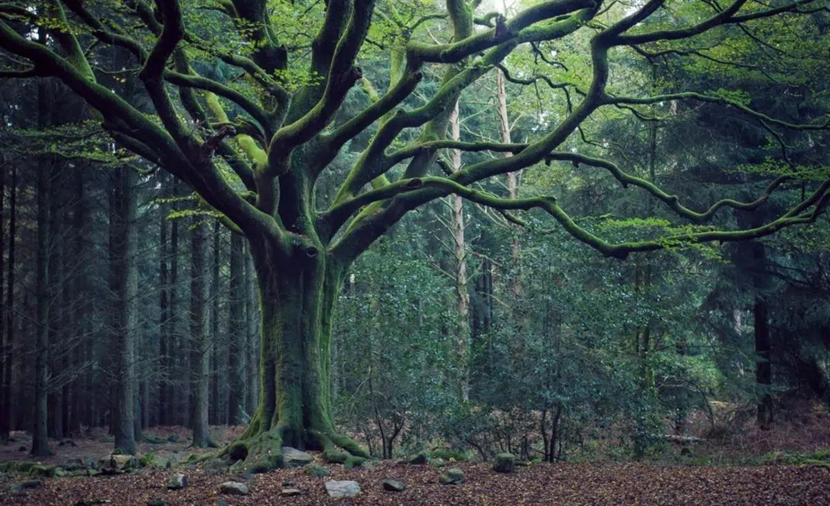 Découverte de la forêt de Brocéliande