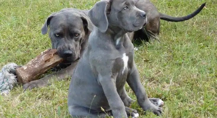 Un joli petit chiot Cane Corso