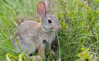 brown rabbit on green grass during daytime