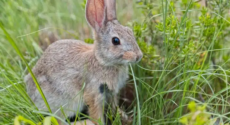 brown rabbit on green grass during daytime